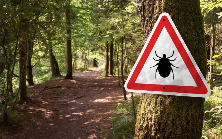 Клещи научились размножаться бесполым путем