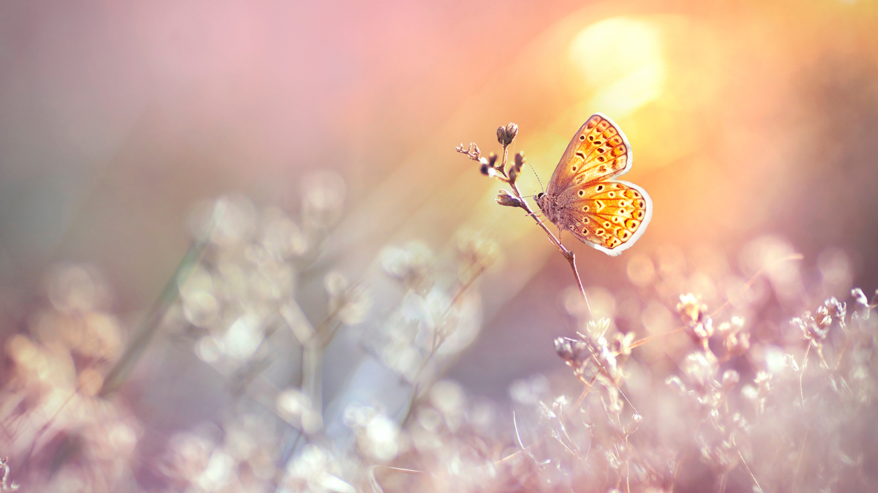 Улетают ли насекомые на юг