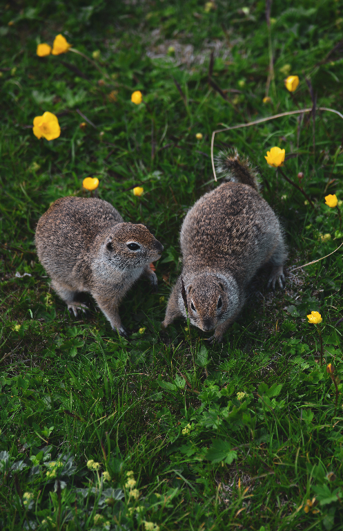 Не кормите диких животных