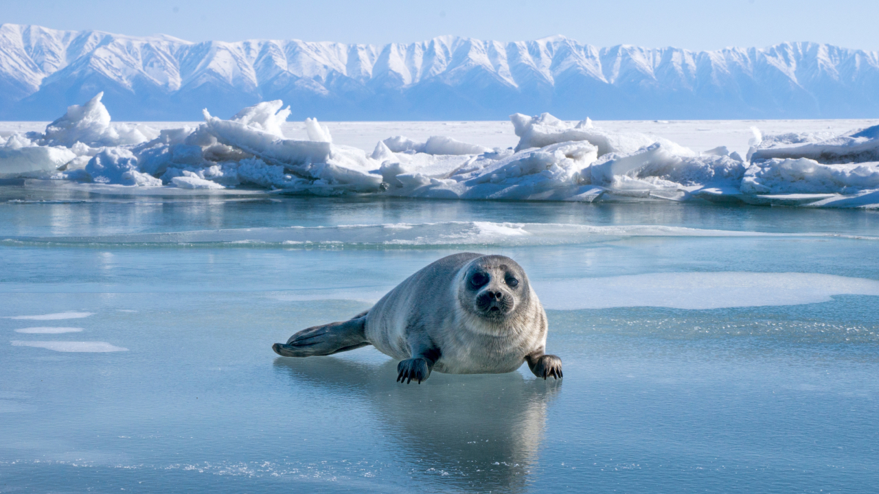 Первый найденыш: на Ладоге спасли новорожденную нерпу