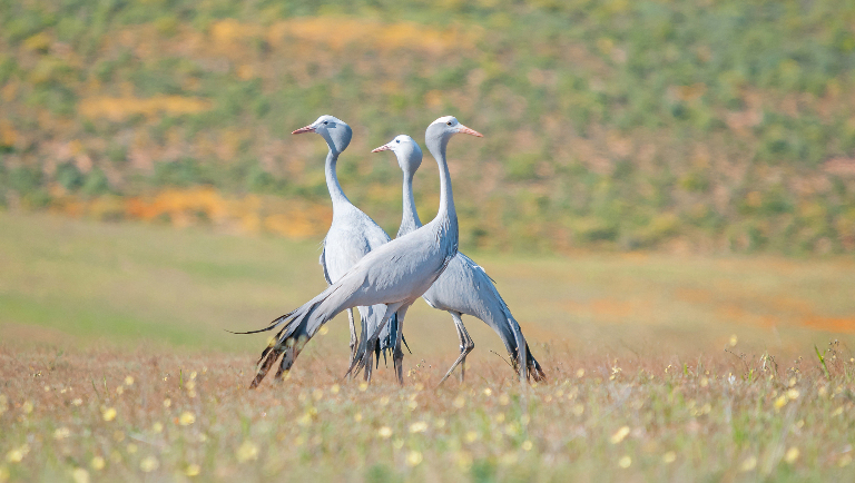 Синий журавль: как национальный символ ЮАР во второй раз оказался в опасности