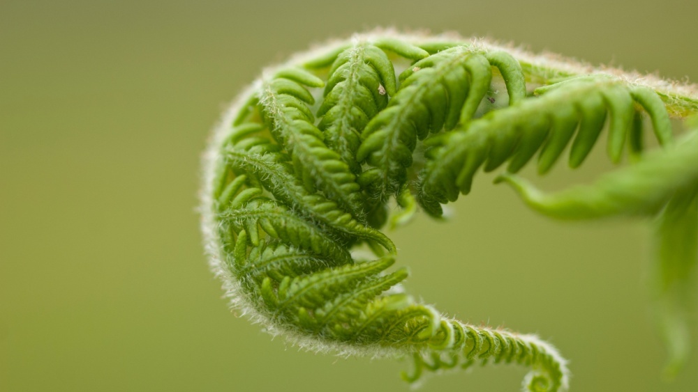 Найден папоротник, образующий редкоземельные металлы