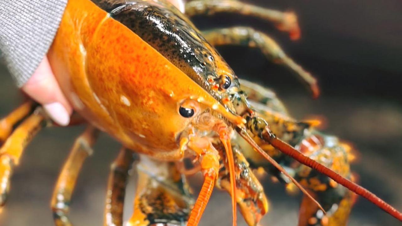 Редчайшего двухцветного лобстера выловили в Атлантике