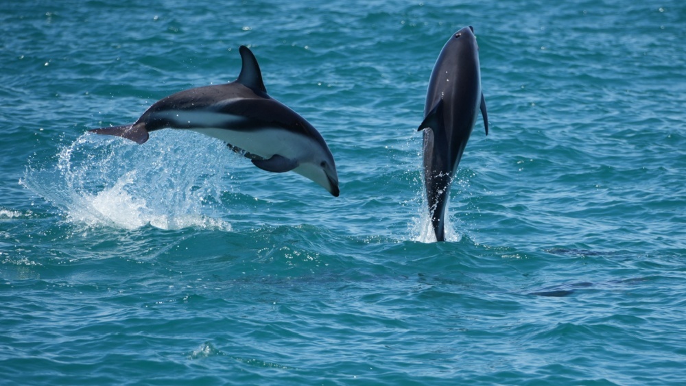 Дельфины и бонобо заключают союзы с чужаками, выяснили биологи