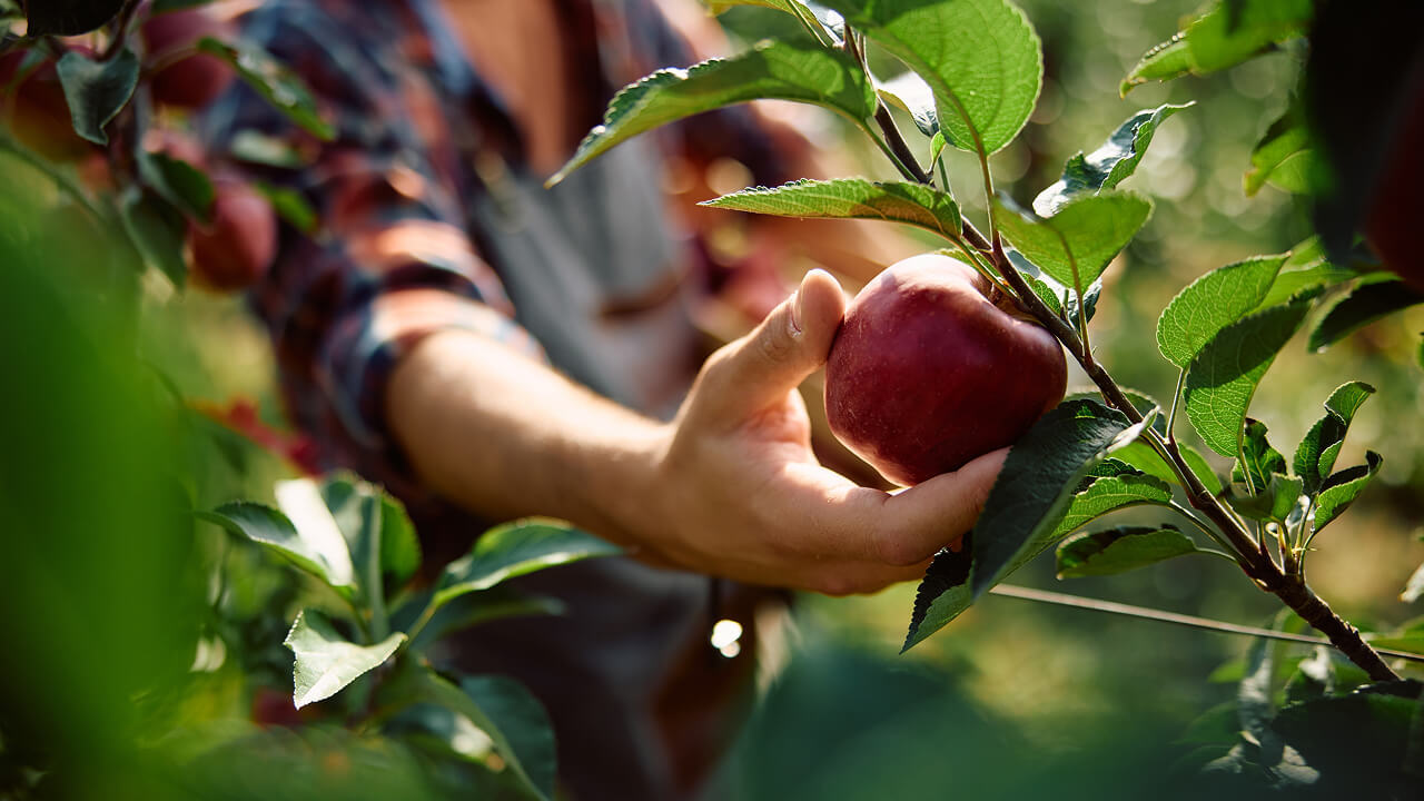 Почему сорванный неспелый фрукт дозревает
