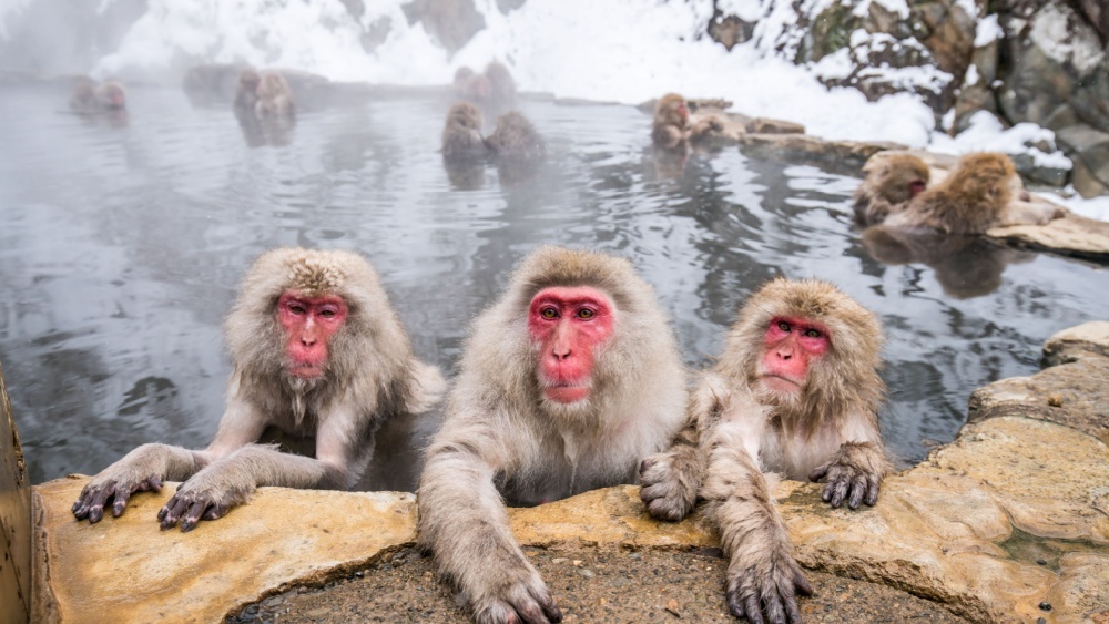 Спа-салон для японских макак: выяснили, зачем они принимают горячие ванны