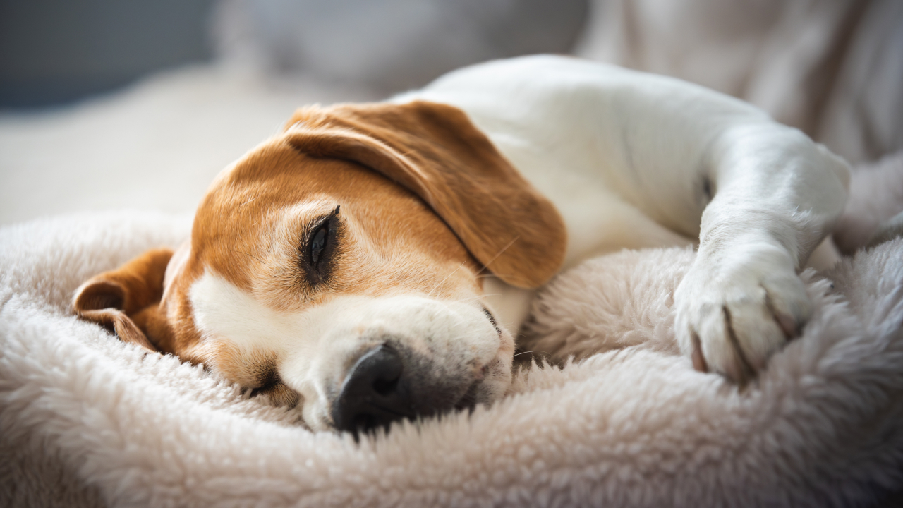 Пять главных признаков того, что ваша собака устала от гостей