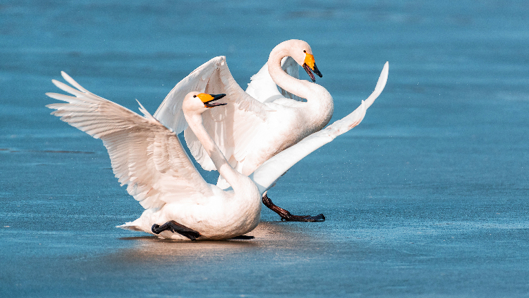 Почему лед скользкий: физики опровергли популярную теорию