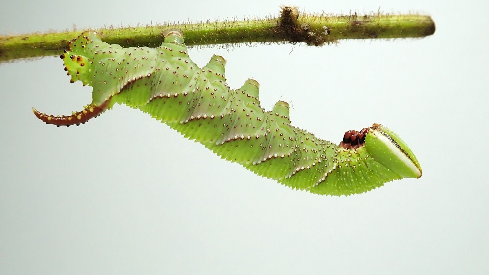Шипят как змеи: раскрыт необычный механизм защиты куколок бражника