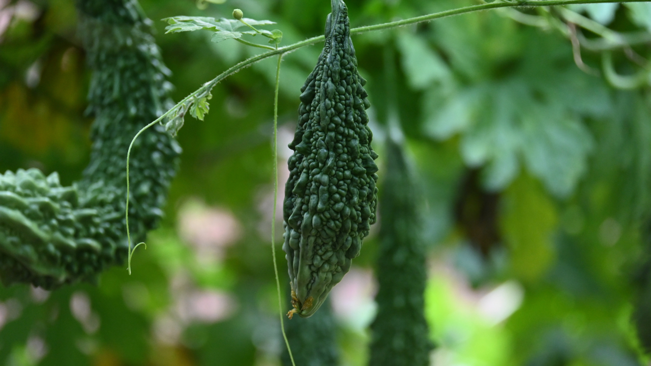 5 экзотических огурцов, которые почти не встретить на российских прилавках