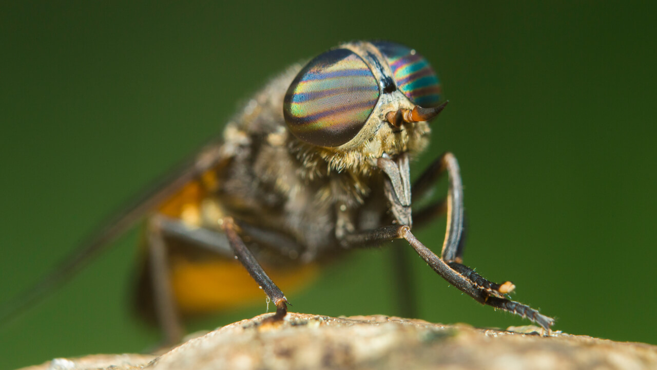 Слепни: почему так называются