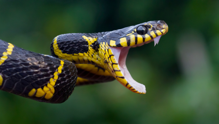 Кого чаще всего кусают змеи и есть ли прививки от укуса