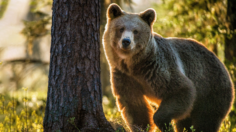Евразийский бурый медведь: хозяин лесов и гор