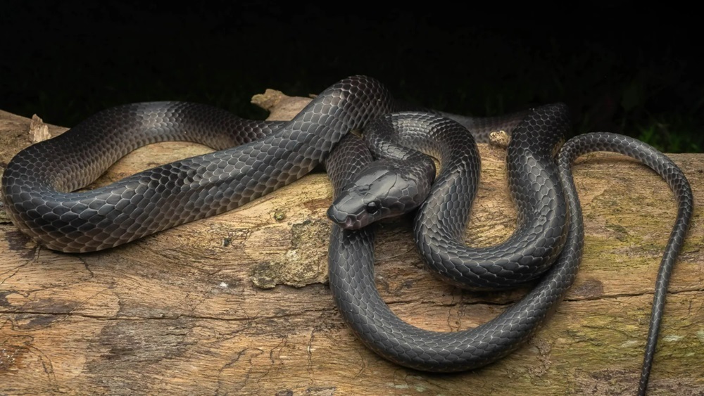 Редкую змею-волкозуба назвали в честь знаменитого натуралиста Стива Ирвина