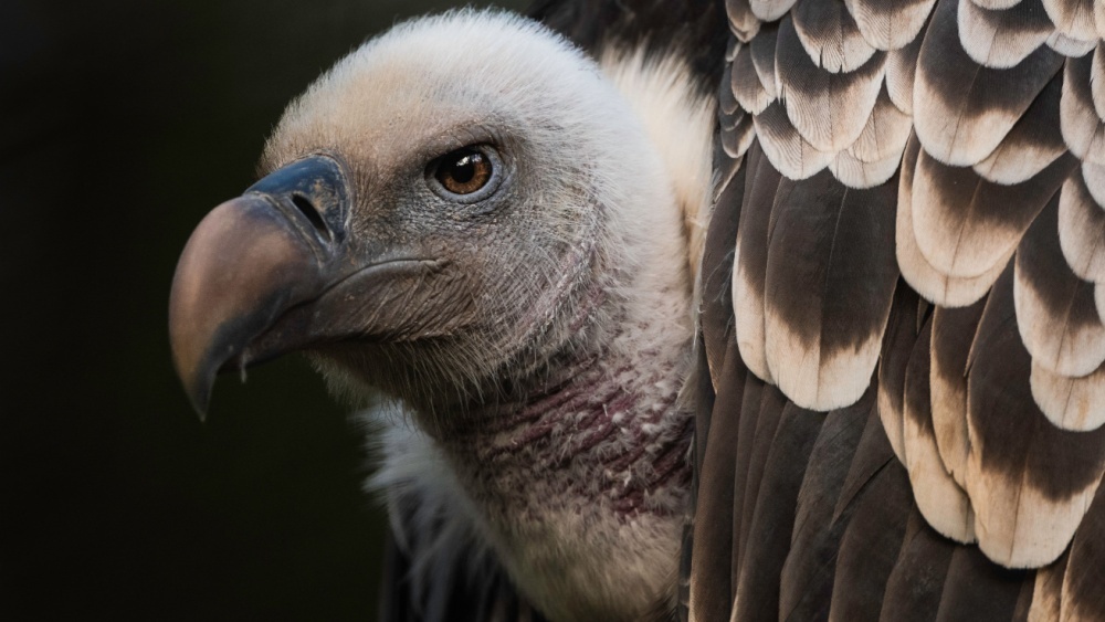 Самые высоко летающие птицы в мире близки к полному исчезновению