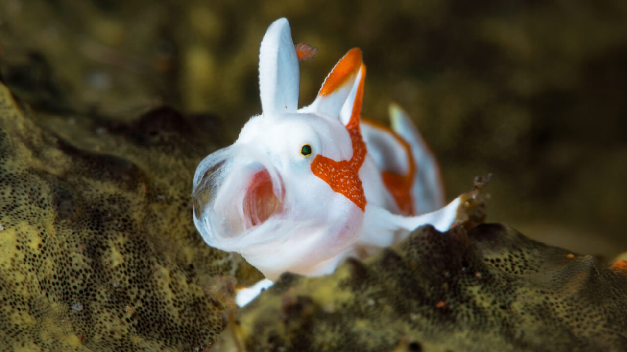 Есть ли у рыб язык