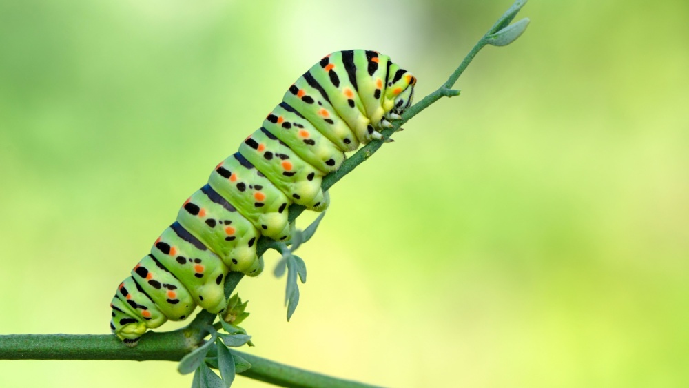Британским садоводам велели не бороться с гусеницами в этом году  — чтобы сохранить редкого мотылька