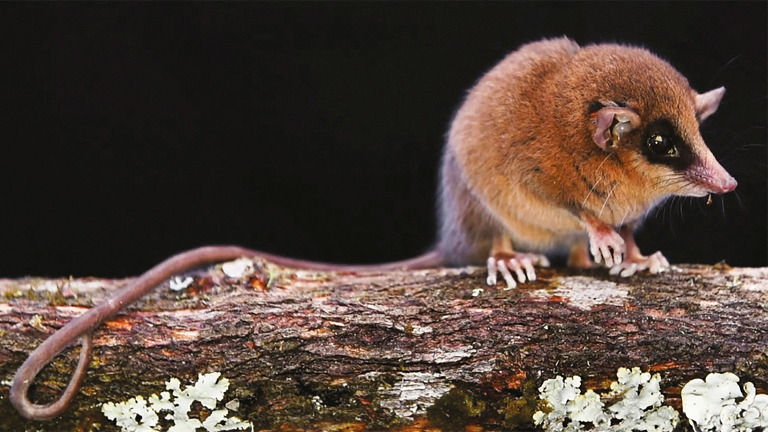 Почему ученые до сих пор находят новые виды 