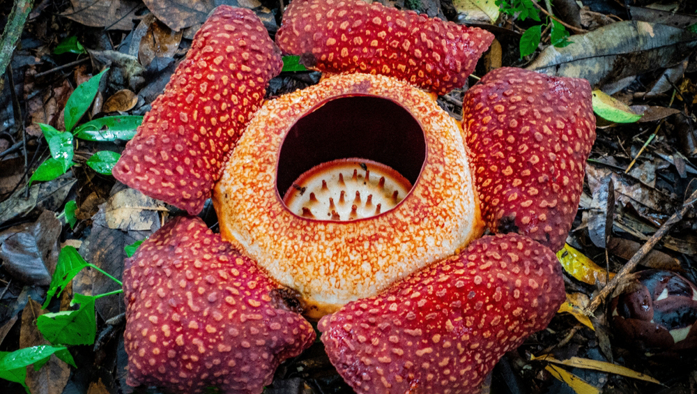 Биолог нашел один из редчайших в мире цветов после 13-летних поисков