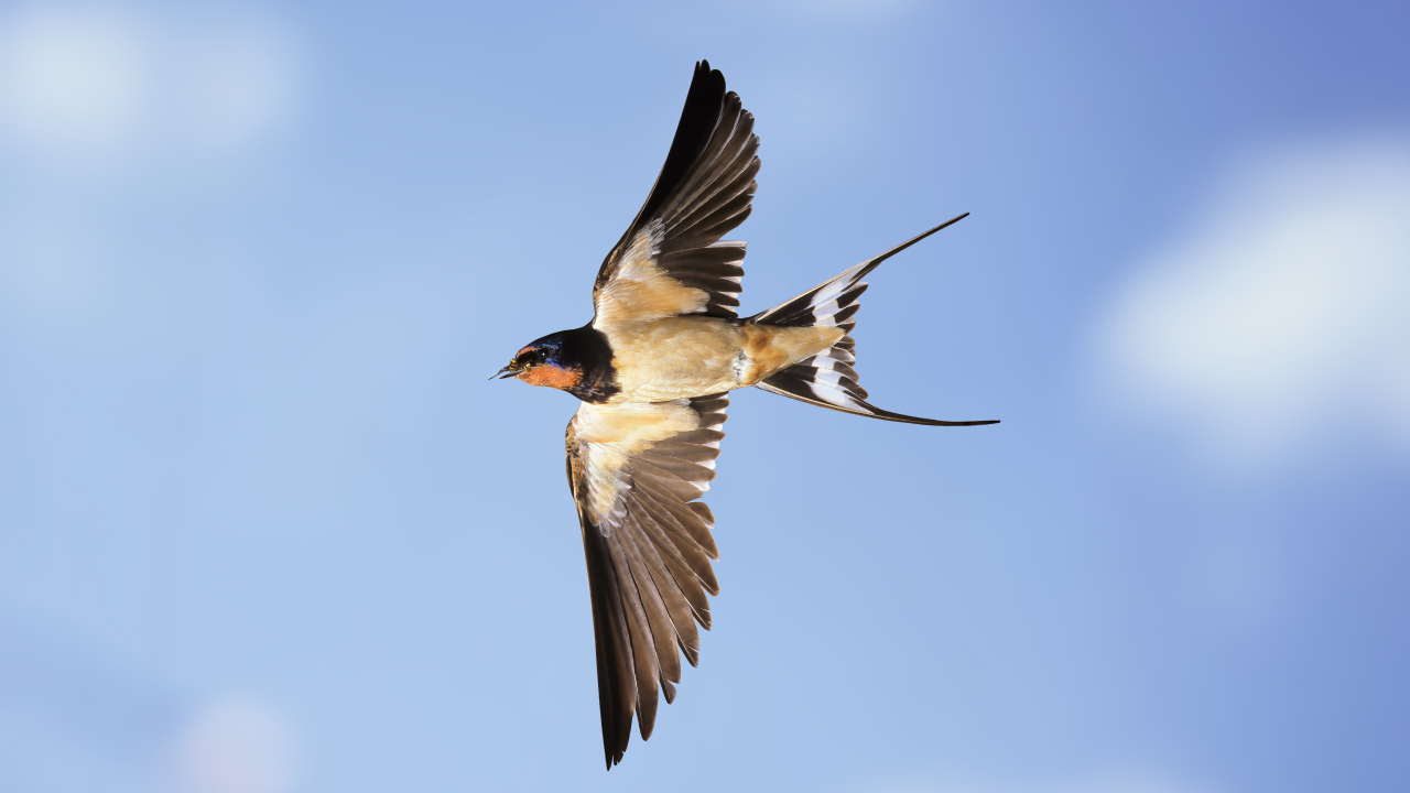 У ласточек нашли необычное свойство