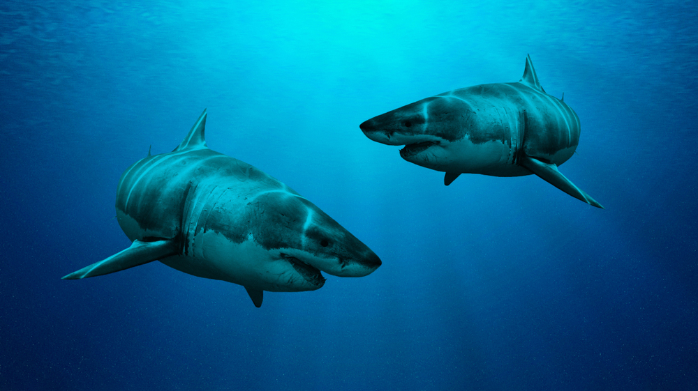 На камеру впервые засняли групповое спаривание акул