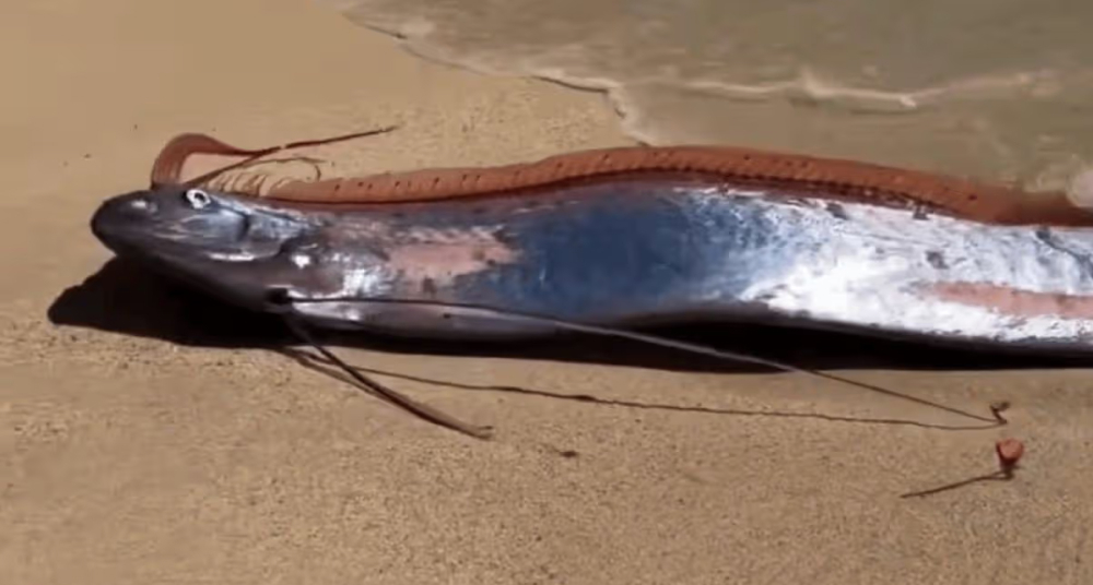 Предвестники катастрофы: в Мексике на берег выбросило двух «рыб Судного дня»