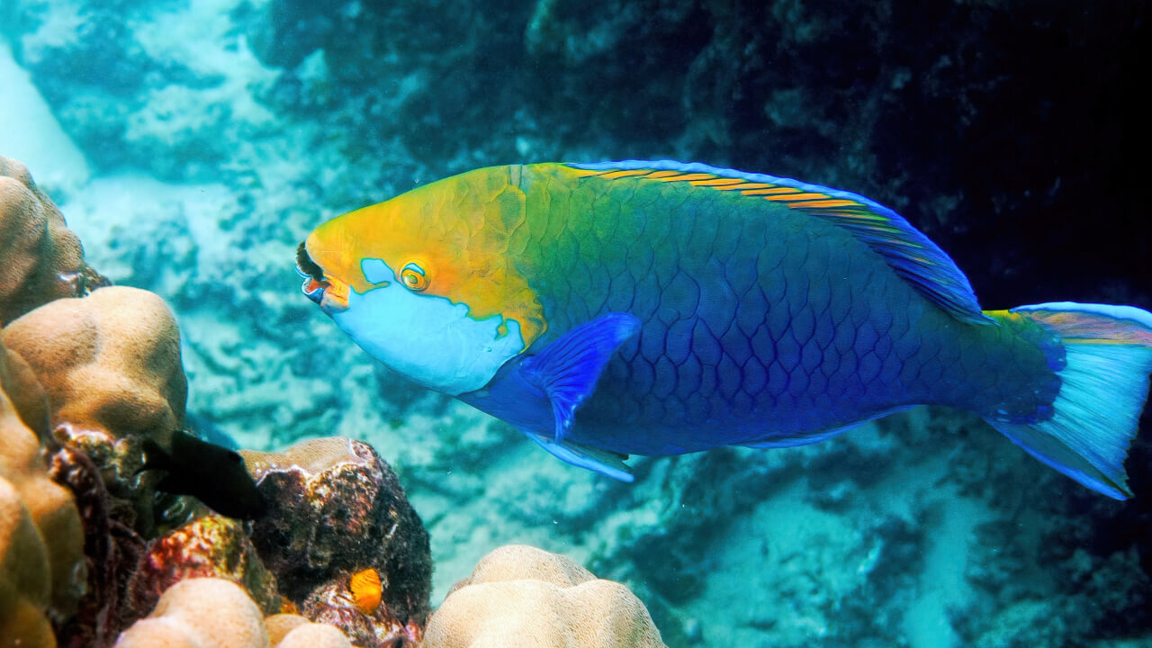 Топ-11 животных с самыми странными способами самообороны