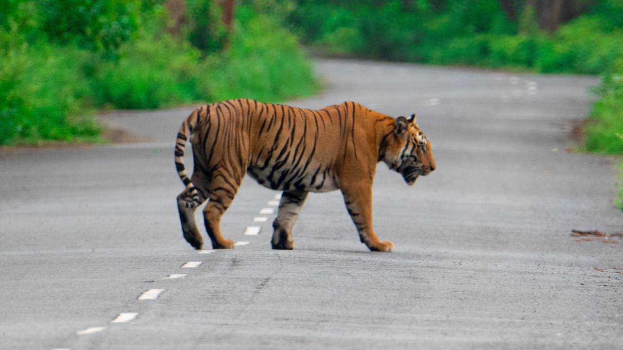 В Индии открыли первую «красную дорогу», чтобы спасти тигров