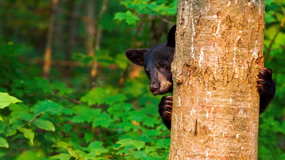 Биологи: медведи, живущие рядом с деревнями, эволюционировали