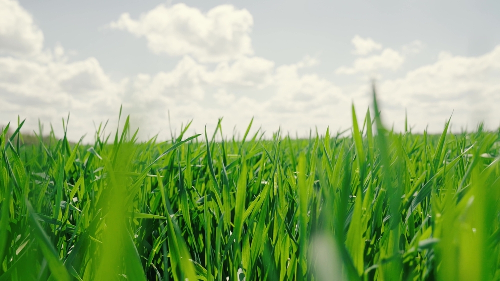 Тысячи чужеродных растений могут вторгнуться в Арктику