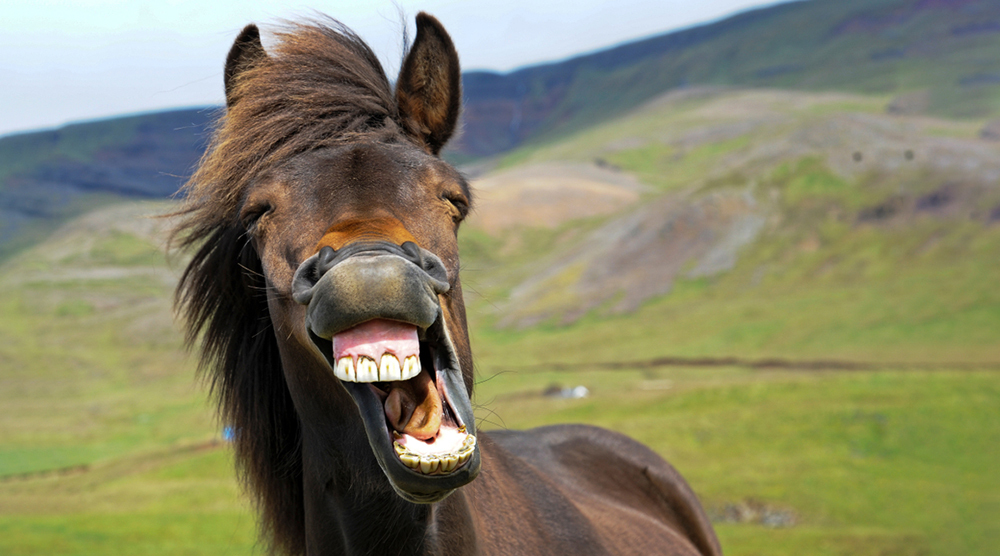 Ученые раскрыли секрет лошадиного ржания