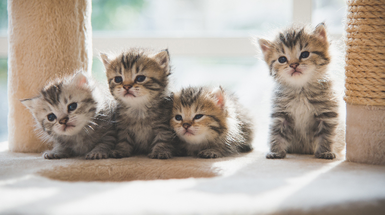 От кого произошли кошки