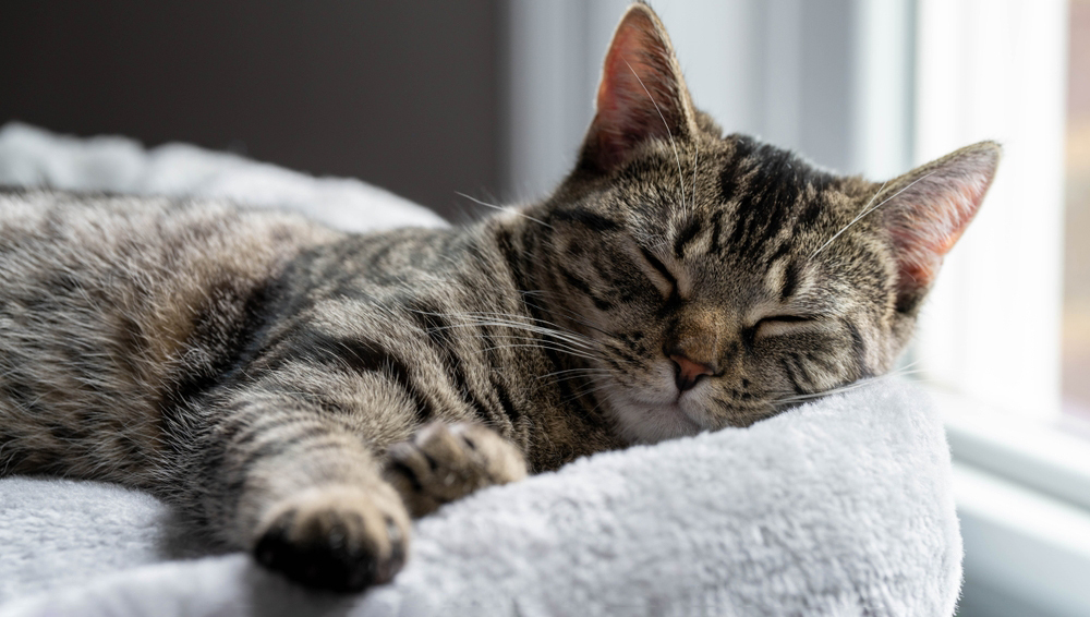 Кошки предпочитают спать на левом боку — и вот почему