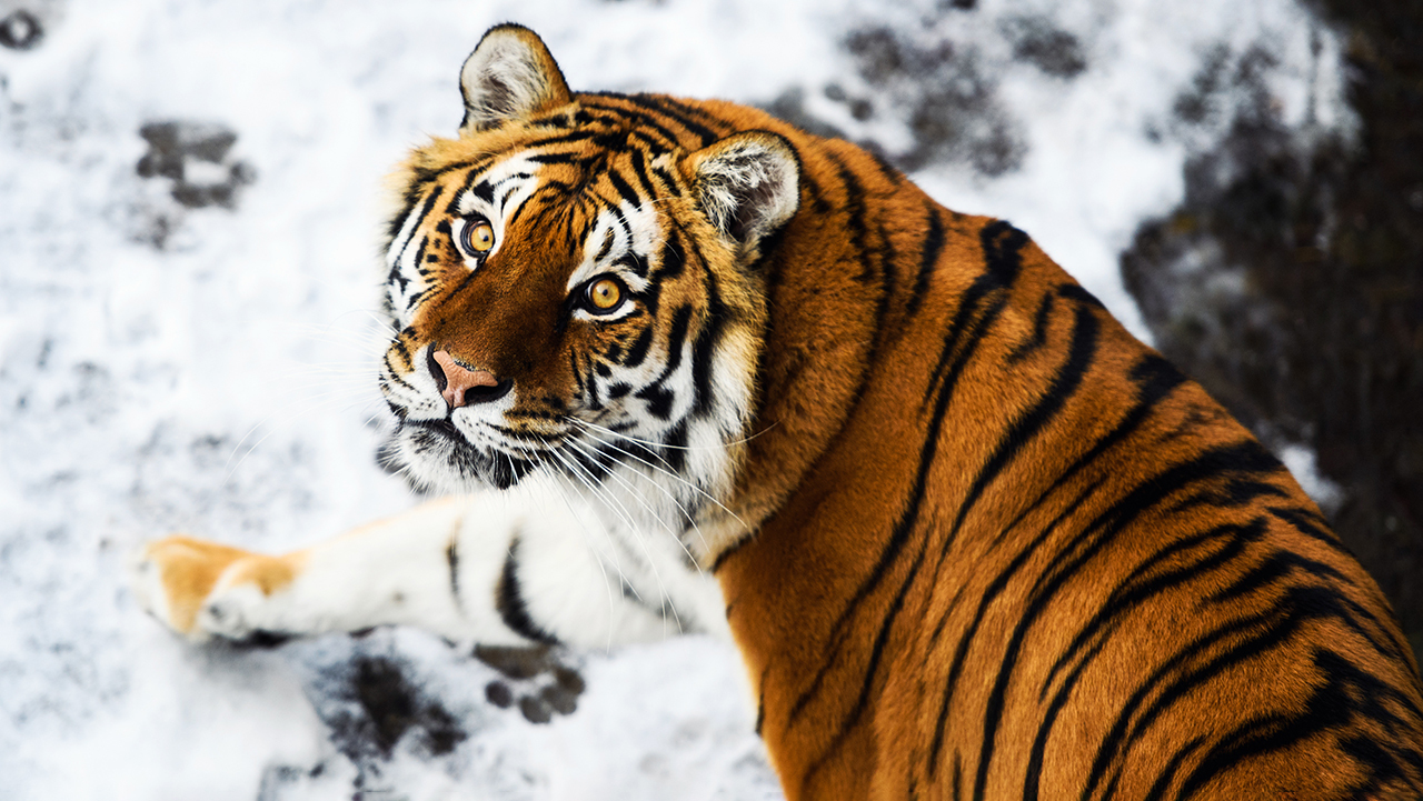 Животные, которые выжили