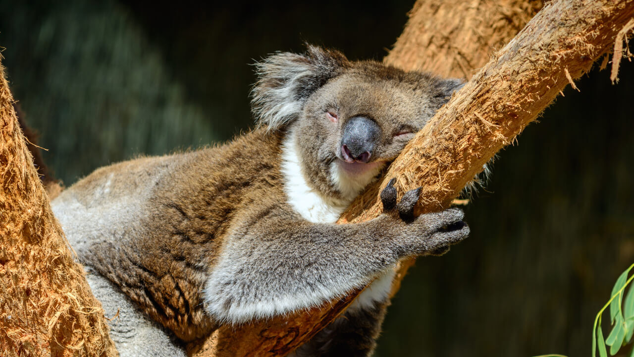 10 животных, которые любят поспать