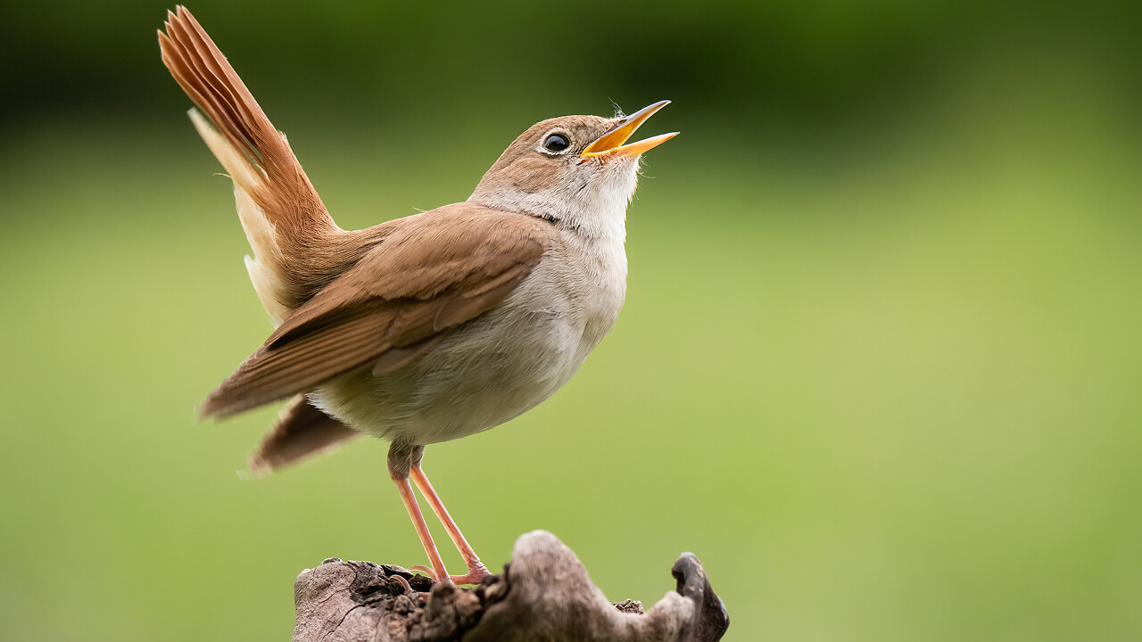 Птицы стали петь почти на час дольше каждый день, и вот почему