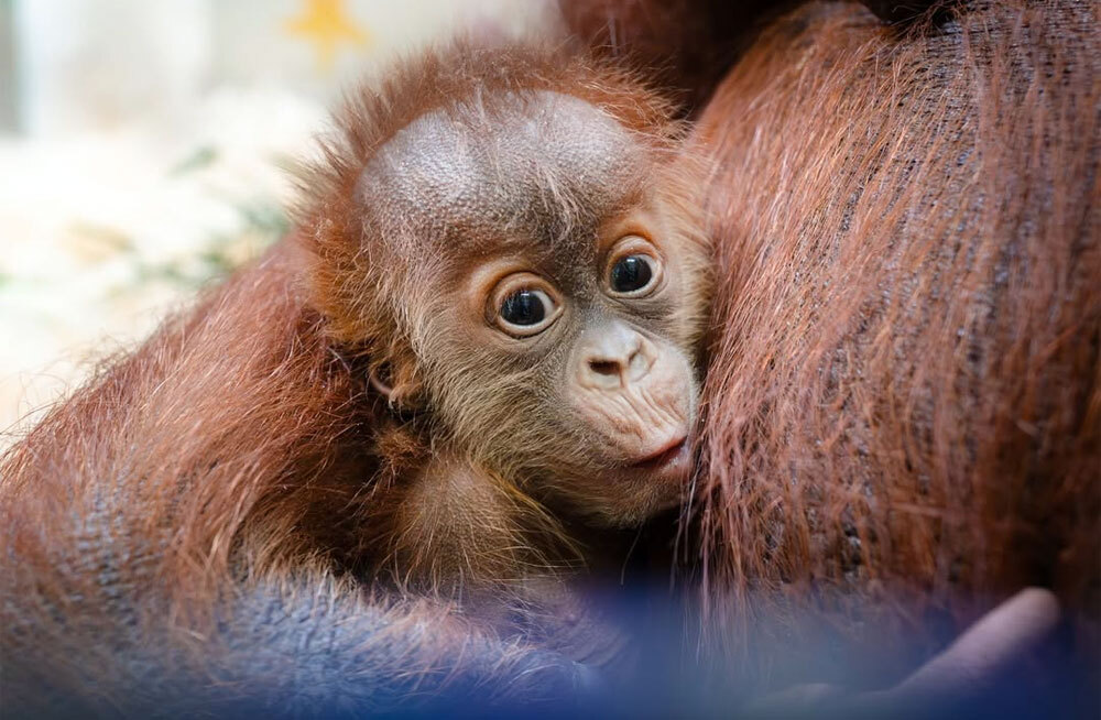 В зоопарке Теннесси самка орангутана родила с помощью кесарева сечения