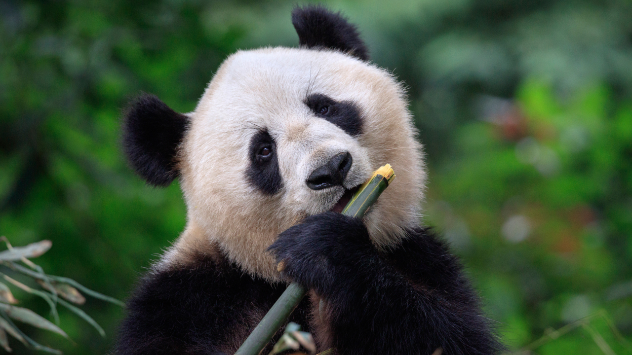 Гигантскую панду официально исключили из списка исчезающих видов