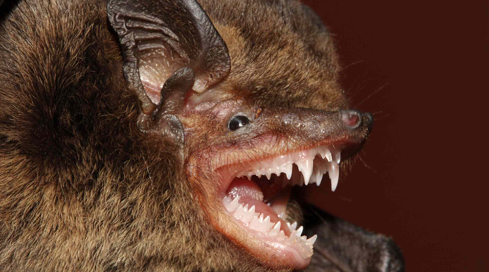 Ученые открыли уникальный вид летучей мыши с «очками»