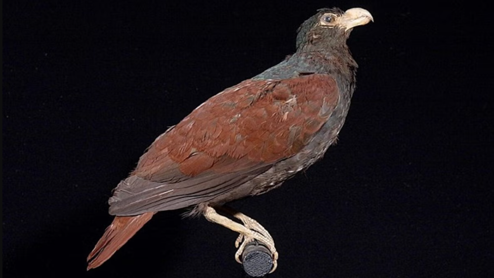 Впервые за пять лет биологи заметили родственника птицы додо