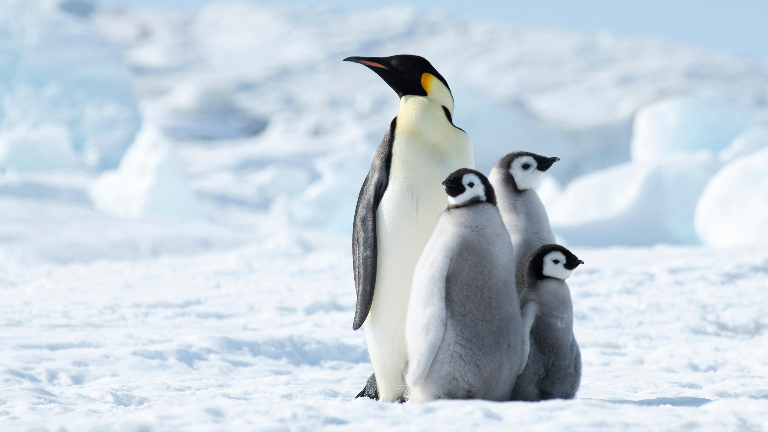 Императорский пингвин: как он живет среди антарктических льдов