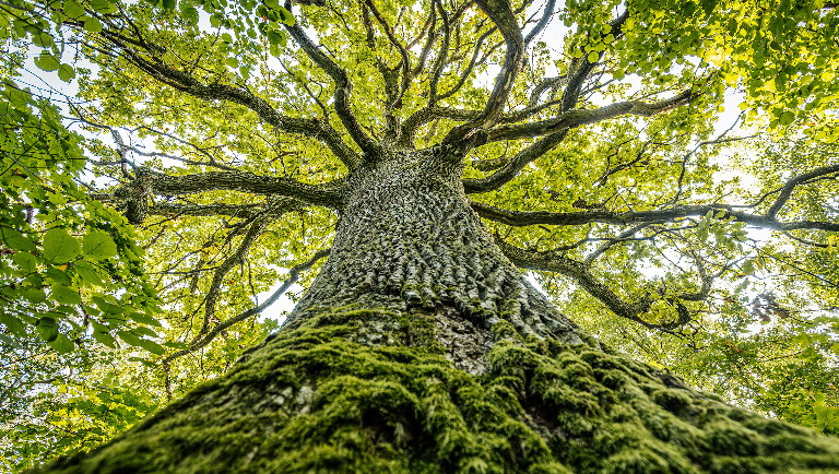 Зачем деревьям кора