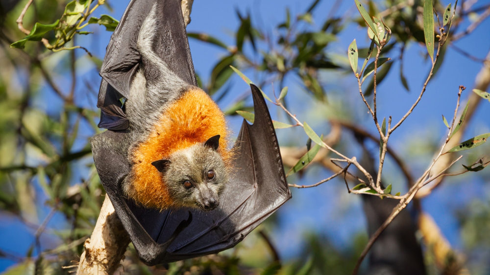 Летучие лисицы способствуют появлению более 90 млн новых деревьев в год