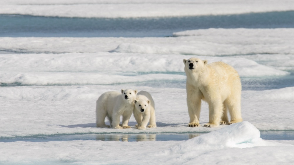 Редкий случай в природе: самка белого медведя усыновила детеныша 