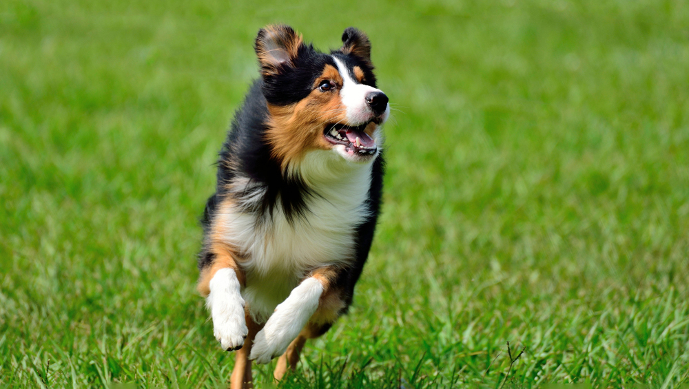 Темперамент собак оказался связан с уровнем гормонов стресса и счастья