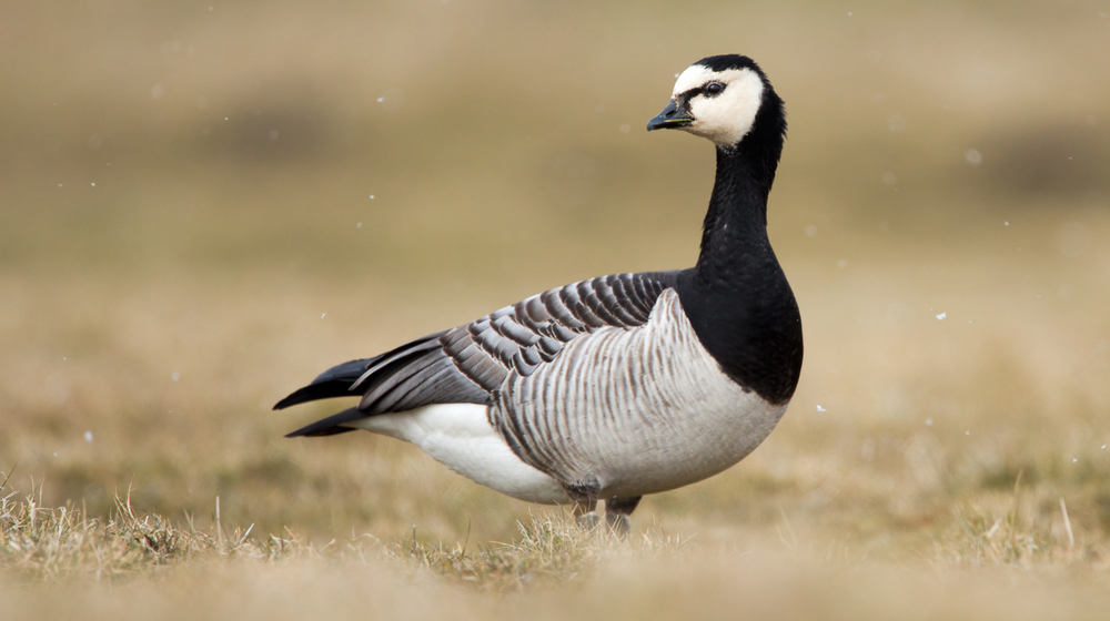 Выяснилось, как птицы Арктики противостоят изменению климата