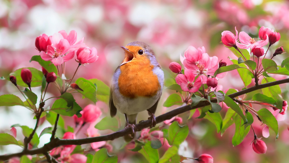 Открытие: птицы имеют цветовые предпочтения и могут игнорировать мнение сородичей
