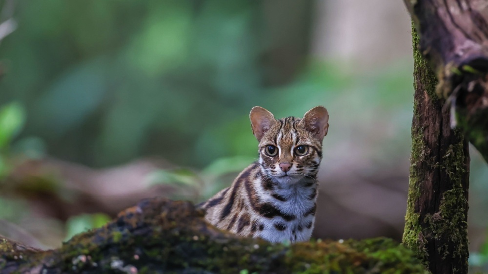 Первая «домашняя» кошка в Китае на самом деле не была домашней