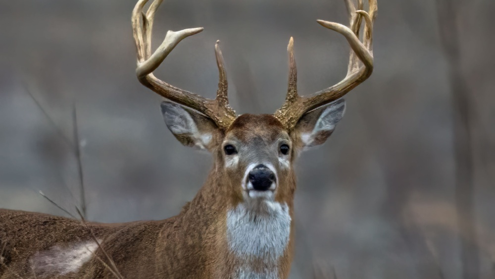 Олени оставляют светящиеся метки: ученые выяснили, зачем 