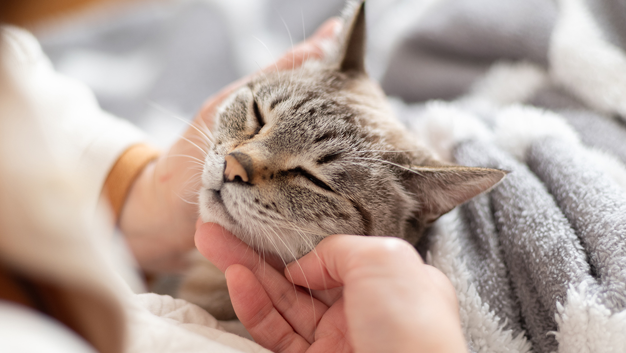 Кошачьи суперспособности: 8 хитростей идеального хищника